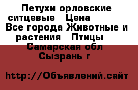 Петухи орловские ситцевые › Цена ­ 1 000 - Все города Животные и растения » Птицы   . Самарская обл.,Сызрань г.
